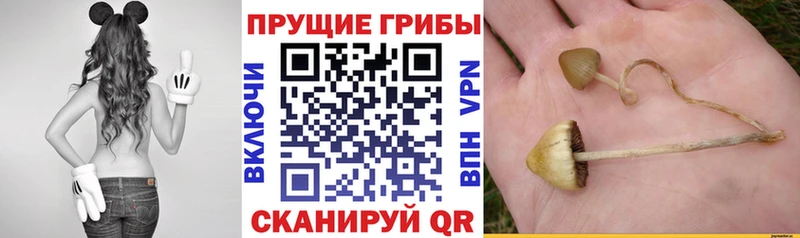 где купить наркоту  kraken зеркало  Псилоцибиновые грибы Magic Shrooms  Сыктывкар 
